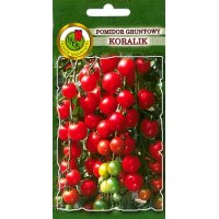 Pomidor gruntowy KORALIK 1g